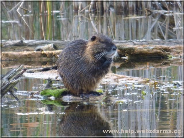 nutria