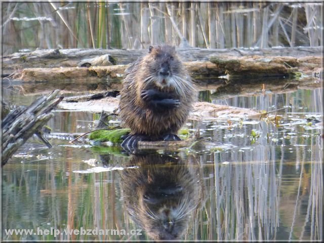 nutria