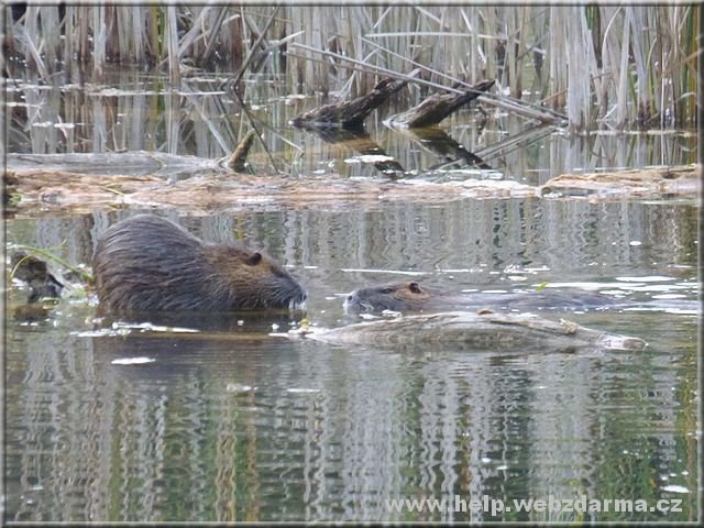 nutrie