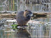 nutria