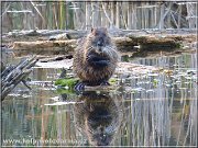 nutria