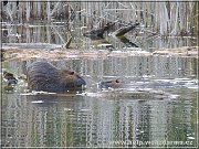 nutrie