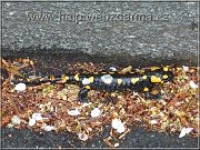 salamandra