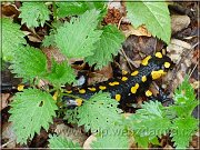 salamandra1
