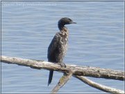 kormoran