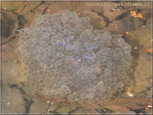 vajicka